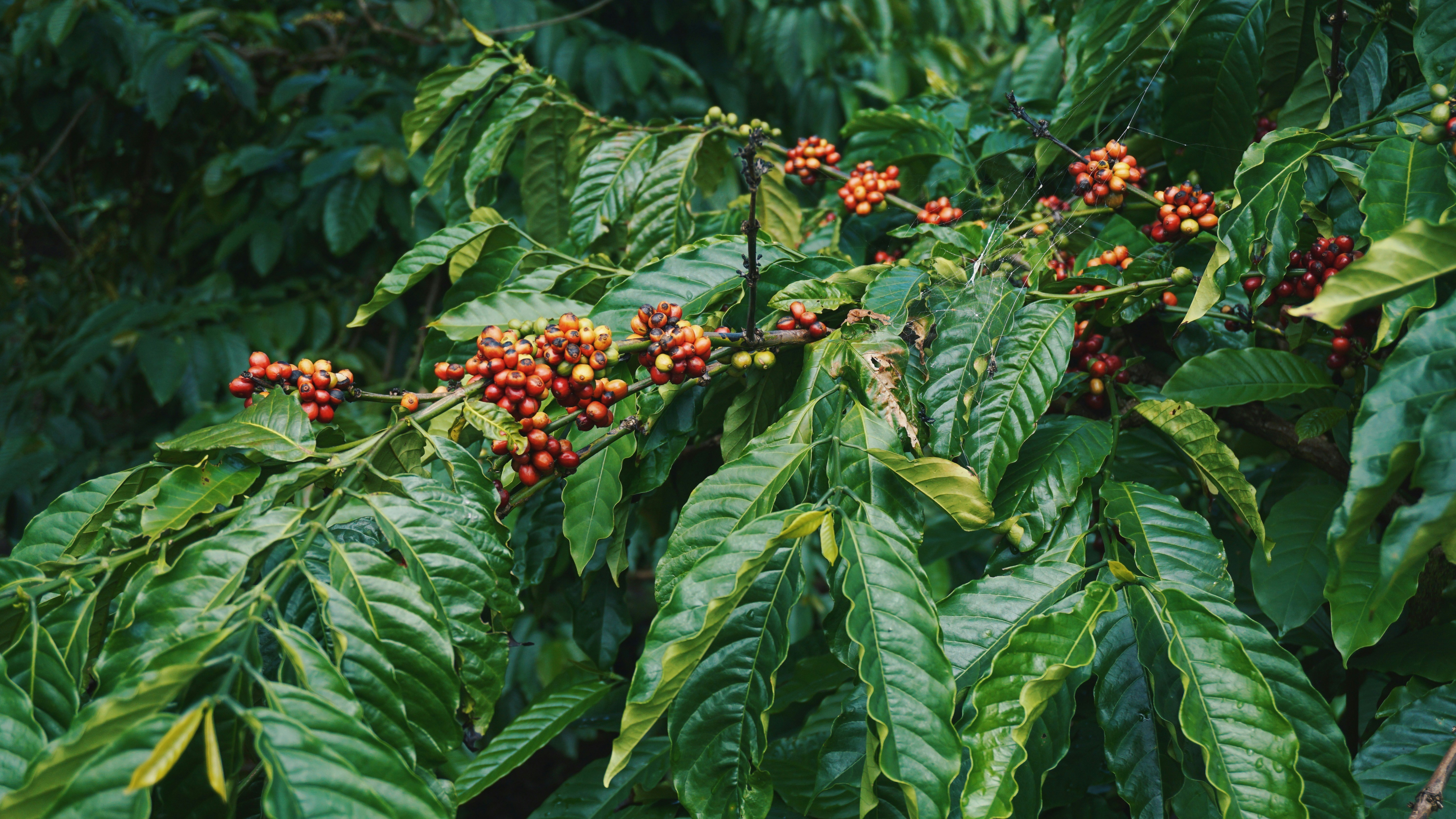 Boldstone coffee investment platform